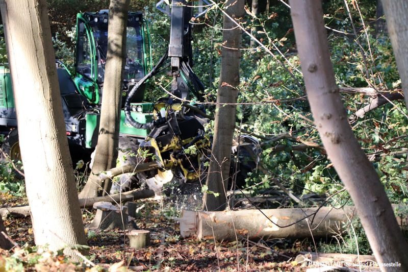 Mit dem Harvester - einer Holzvollerntemaschine - wird der Kleine Dänholm durchforstet Mit dem Harvester - einer Holzvollerntemaschine - wird der Kleine Dänholm durchforstet