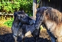 Konik-Pferde des Zoo Stralsund