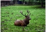 Rothirsch Franz - Platzhirsch im Stralsunder Zoo