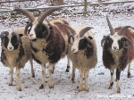 Auch im Winter fühlen sie sich im Stralsunder Zoo wohl - die Vierhornschafe, auch Jakobschafe genannt.