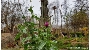 Die Mariendistel im Bauerngarten des Zoos Stralsund hat nicht nur eine interessante Blattfärbung, sondern trotzt der kalten Jahreszeit auch mit ihren markanten lila Blüten.