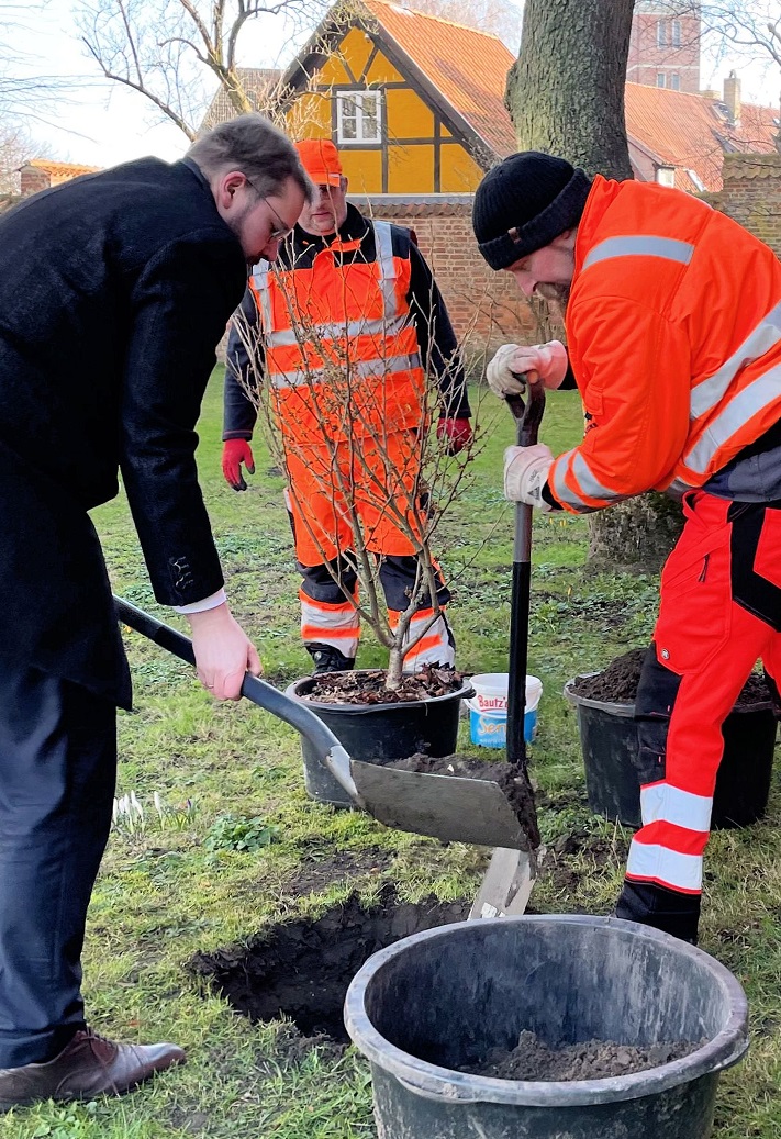 Sträucher am 7.3.24 gepflanzt